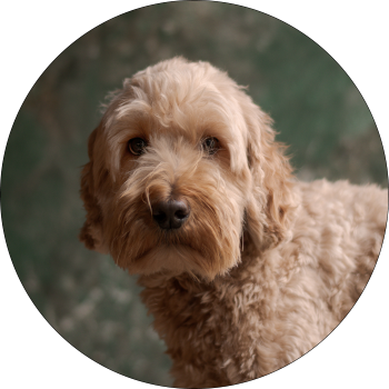 Joey, Stress Reliever by LeisureKing